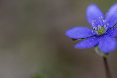 Close-up of purple flowering plant