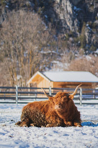 View of an animal on snow covered land