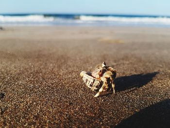 Close-up of hermit crab on beach