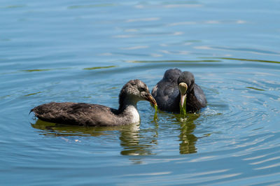 Coots feeding on algae in river