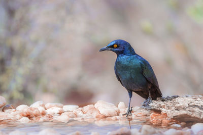 Close-up of bird perching on rock