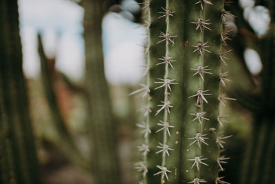 Close-up of cactus plant