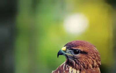 Close-up of a bird looking away