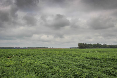 Scenic view of grassy field against cloudy sky