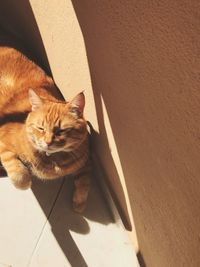 High angle view of cat on floor