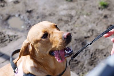 High angle view of dog sticking out tongue