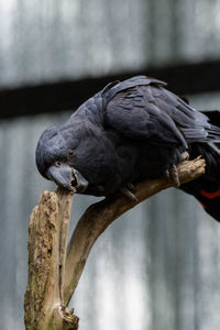 Close-up of bird perching on branch