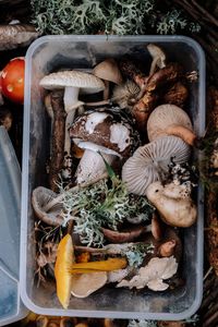 High angle view of mushrooms in container