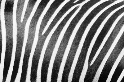 Close-up of zebra
