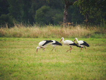 View of birds on field