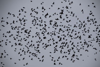 Flock of birds flying in sky