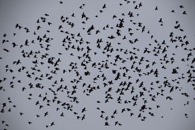 Flock of birds flying in sky