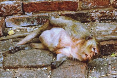 View of an animal sleeping on wall