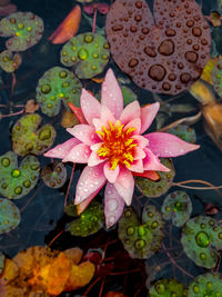 Close-up of pink lotus water lily in flower pot