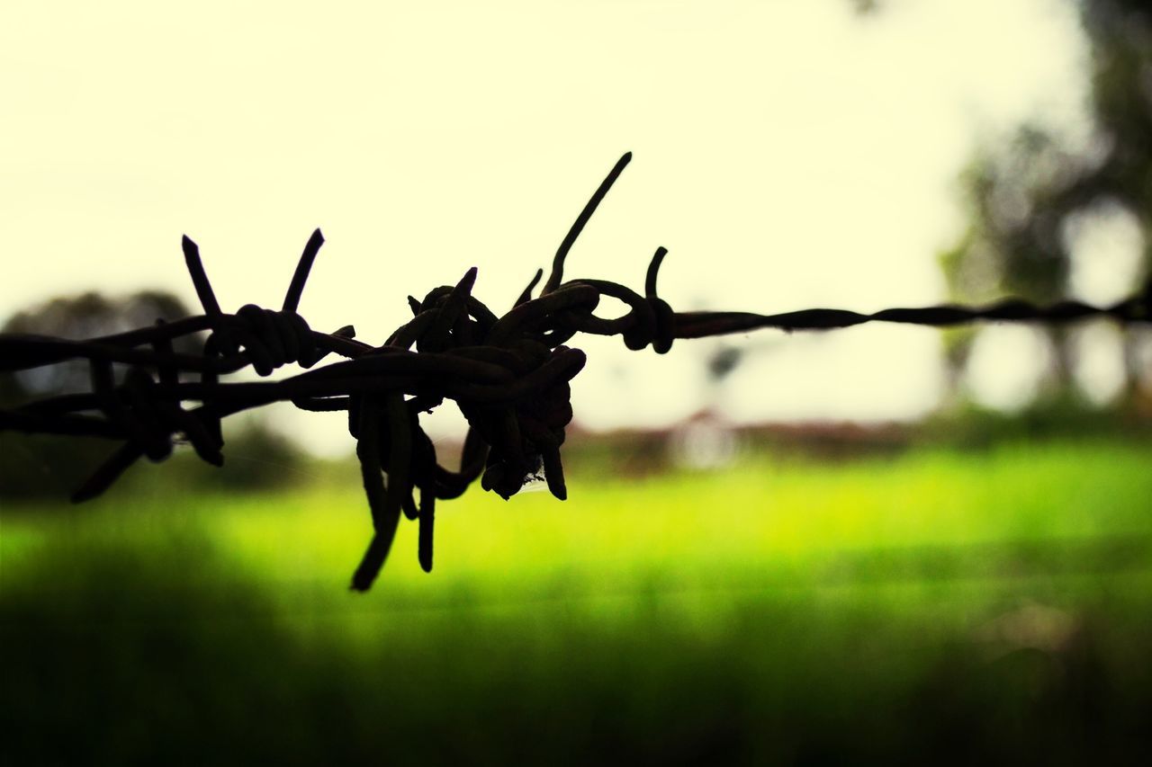 focus on foreground, fence, protection, barbed wire, safety, close-up, security, metal, chainlink fence, field, nature, branch, tranquility, clear sky, day, outdoors, selective focus, grass, no people, twig