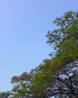 Low angle view of tree against clear blue sky