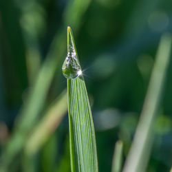 Close-up of insect on plant