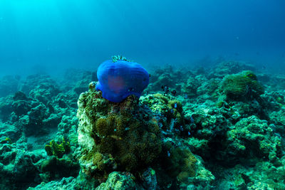 Fish swimming in sea