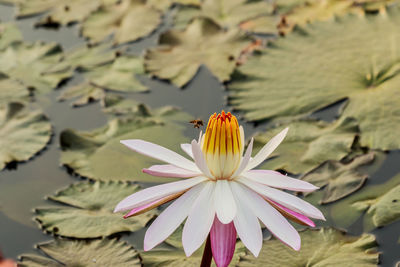 Close-up of lotus water lily