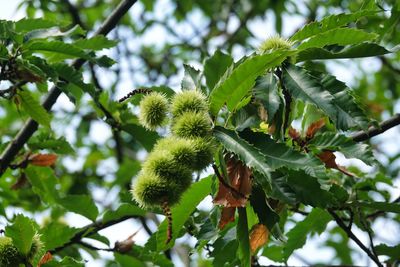 Low angle view of fruits growing on tree