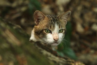 Close-up portrait of a cat