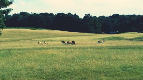 Horses grazing on field against sky