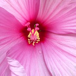 Macro shot of pink flower