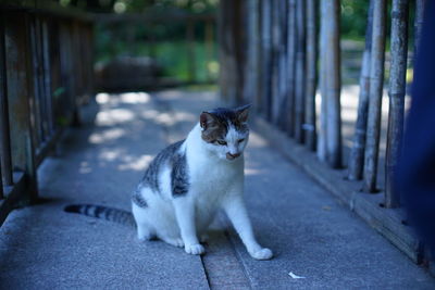 Portrait of cat sitting on footpath