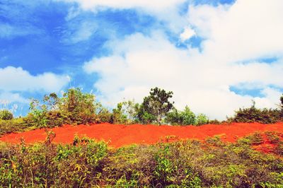 Plants growing on field against cloudy sky