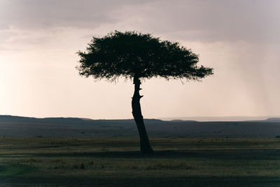 Tree on landscape against sky at sunset