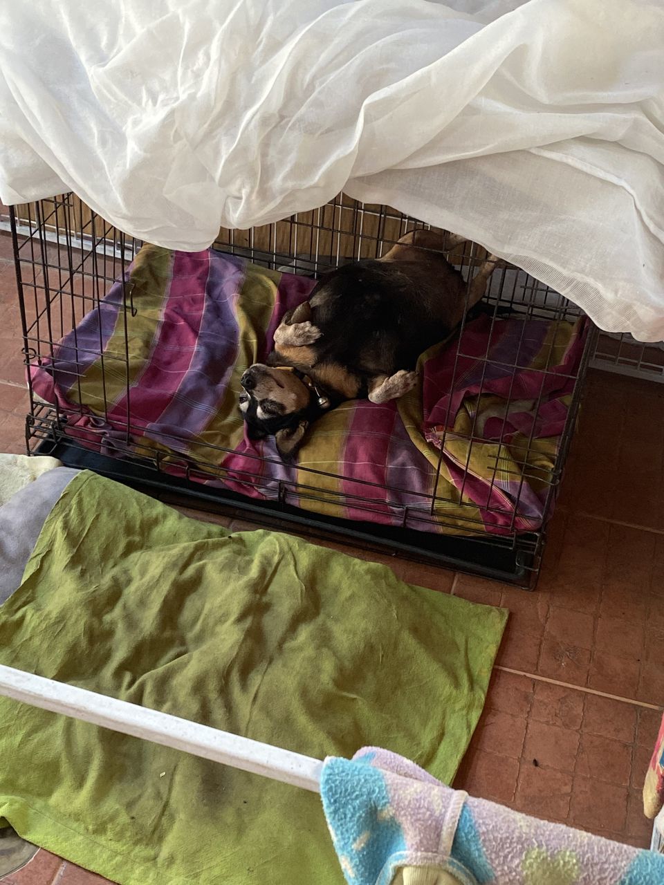 HIGH ANGLE VIEW OF DOGS SLEEPING ON BED