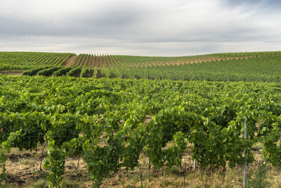 Scenic view of vineyard against sky