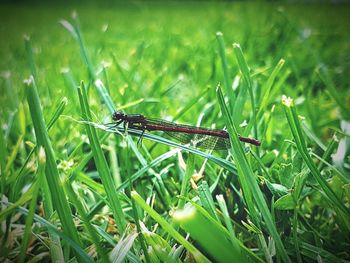 Close-up of insect on grass