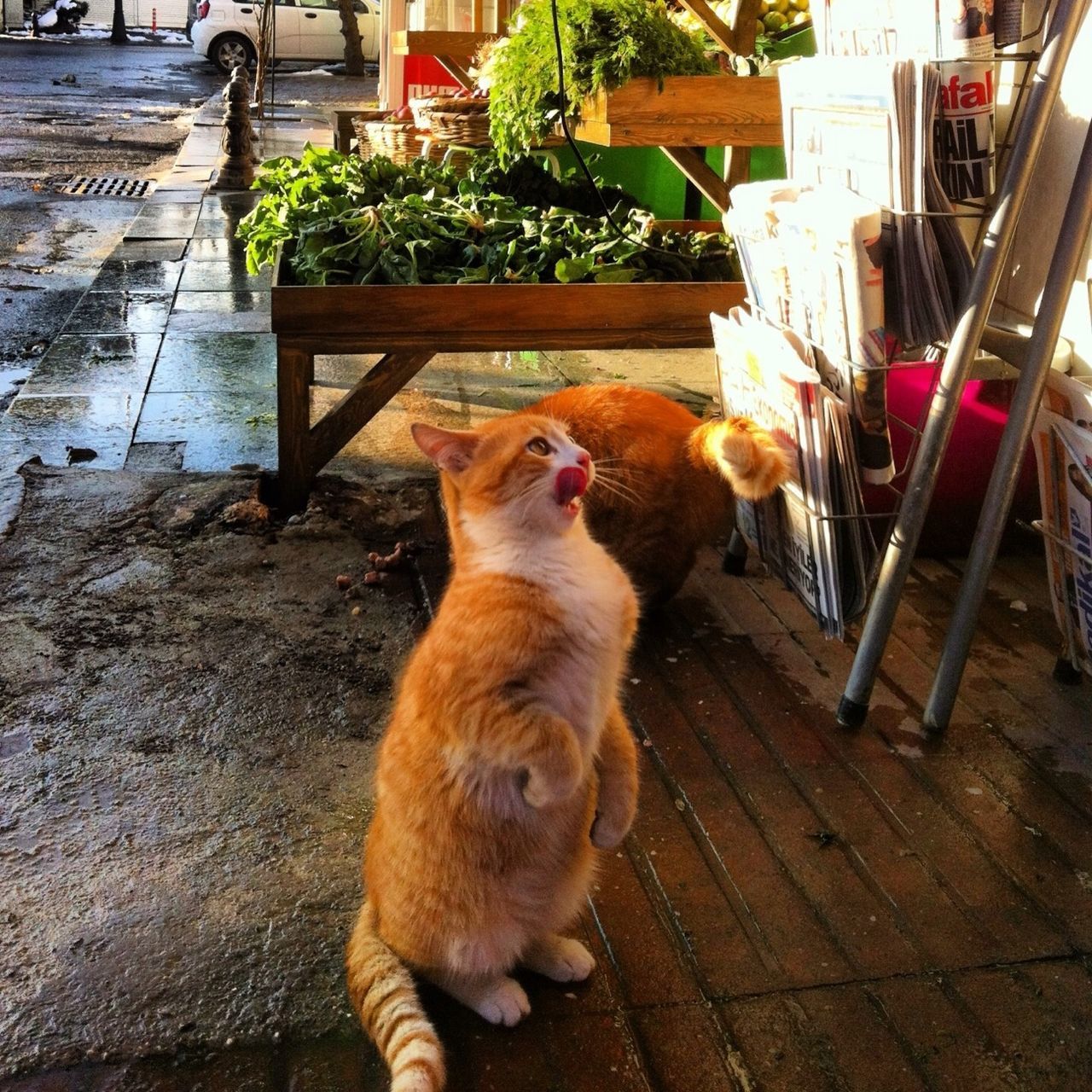 Oguz Market