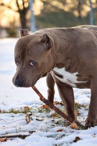 Close-up of a dog on snow