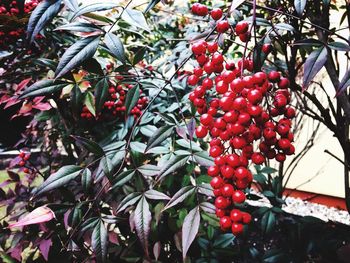 Close-up of red berries on tree