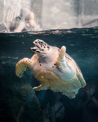 Turtle swimming in aquarium