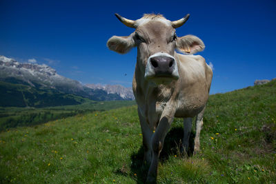 Cow grazing on grassy field