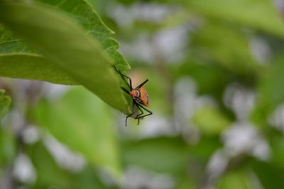 Close-up of insect on leaf