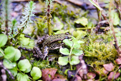 Close-up of lizard on plant