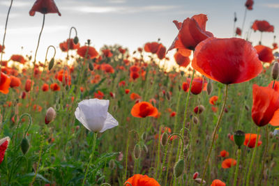 Close-up of poppy flowers growing on field