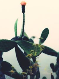 Close-up of plant against sky