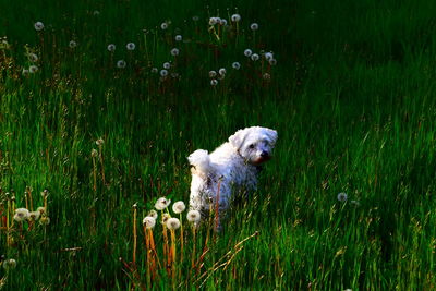 Dog looking away on field