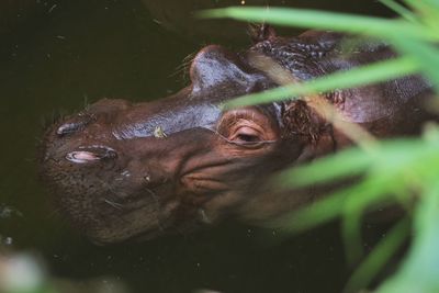 Floating hippo