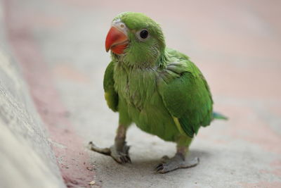 Close-up of parrot perching on leaf