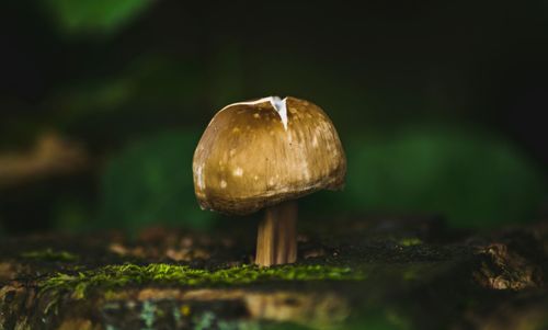 Close-up of mushroom