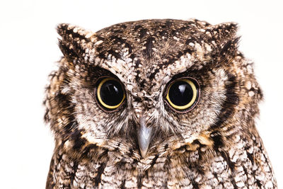 Close-up portrait of owl against white background