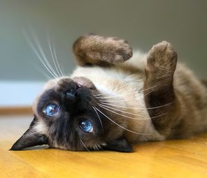 Close-up of cat lying on floor