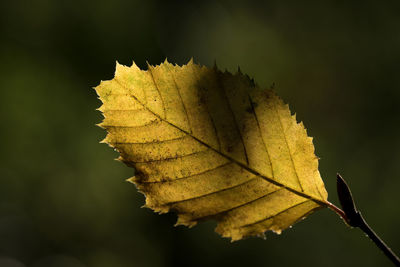 Close-up of autumn leaf