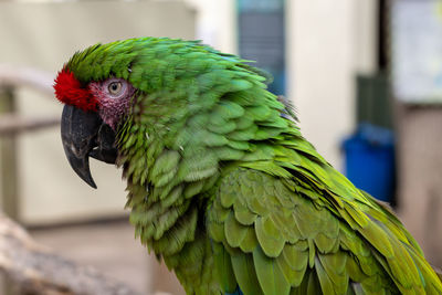 pet